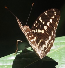 Lexias canescens