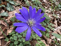 Anemonoides apennina