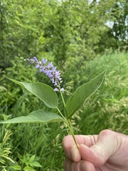 Orbexilum onobrychis