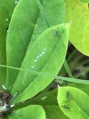 Macrosiphum albifrons