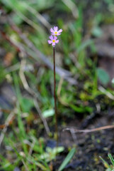 Primula stricta