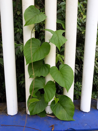 Barbasco (Dioscorea composita)