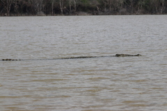 Crocodylus niloticus