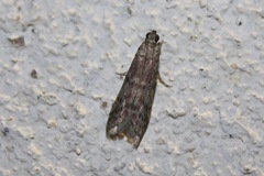 Ephestia unicolorella