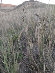 Helictochloa hookeri schelliana