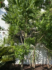 Majidea zanguebarica
