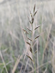Helictochloa hookeri schelliana