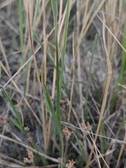 Helictochloa hookeri schelliana