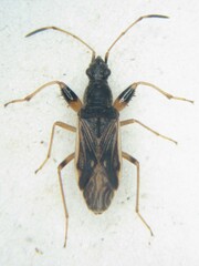 Paraparomius leptopoides