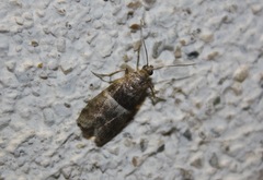 Elegia atrifasciella