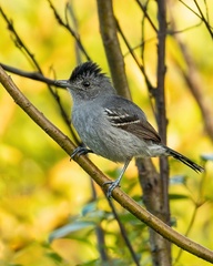 Variable Antshrike photo 5