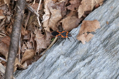 Lygaeus kalmii angustomarginatus