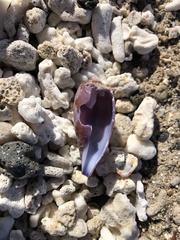 Conus tulipa