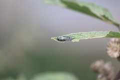 Agrilus aureus