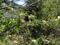 Callophrys johnsoni