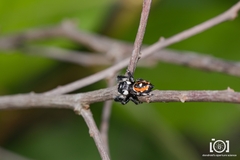 Phidippus workmani