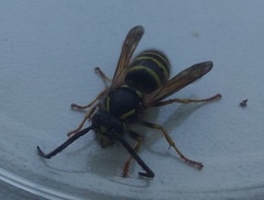 Dolichovespula adulterina
