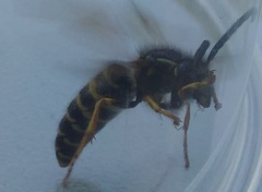 Dolichovespula adulterina