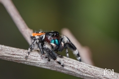Phidippus workmani