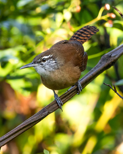 Long-billed Wren
