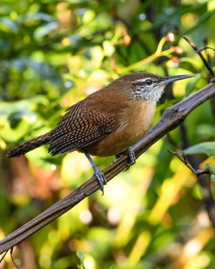 Cantorchilus Wrens