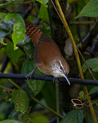 Long-Billed Wren photo 3