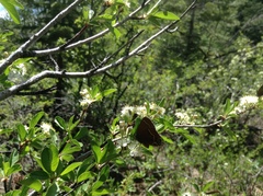 Callophrys johnsoni