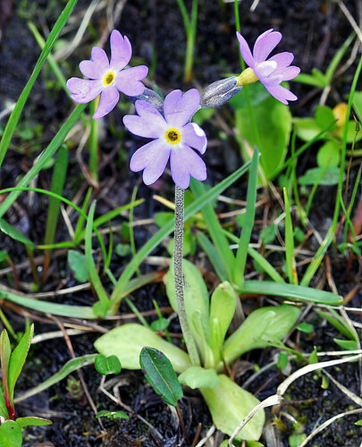 Primula scandinavica, photograph 2