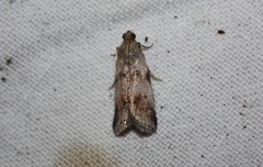 Acrobasis glaucella