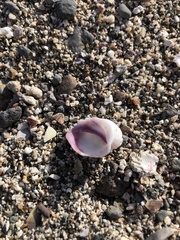 Galeropsis monodontus