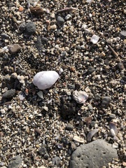 Galeropsis monodontus