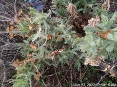 Senecio adenotrichius