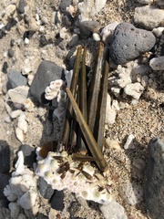 Heterocentrotus trigonarius