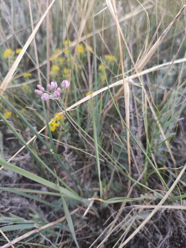 Allium tenuissimum