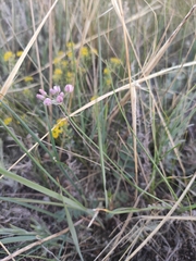 Allium tenuissimum
