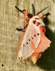 Trosia nigropunctigera