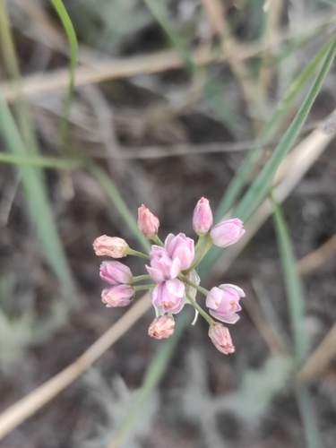 Allium tenuissimum, photograph 1