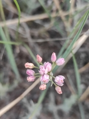 Allium tenuissimum