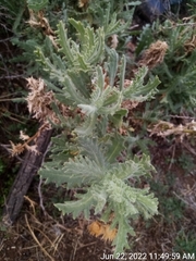Senecio adenotrichius