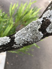 Lecanoromycetes