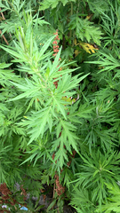 Artemisia vulgaris