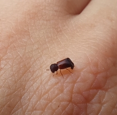 Xylopsocus capucinus