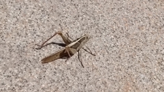 Acanthacris ruficornis