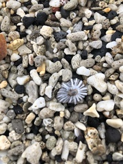 Gastropoda