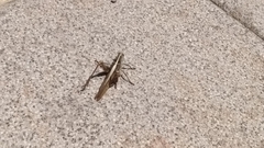 Acanthacris ruficornis