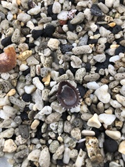 Gastropoda
