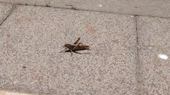 Acanthacris ruficornis