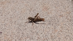 Acanthacris ruficornis