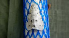 Acronicta vulpina