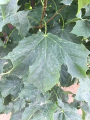 Acer platanoides
